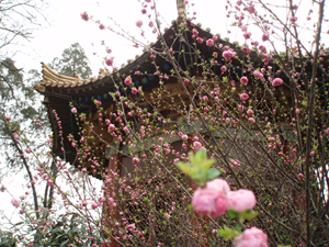 Museo del Bosque de Esquelas (Xi'an)